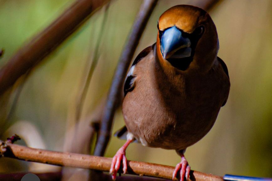 Vogelhäuser am Sonnenhof