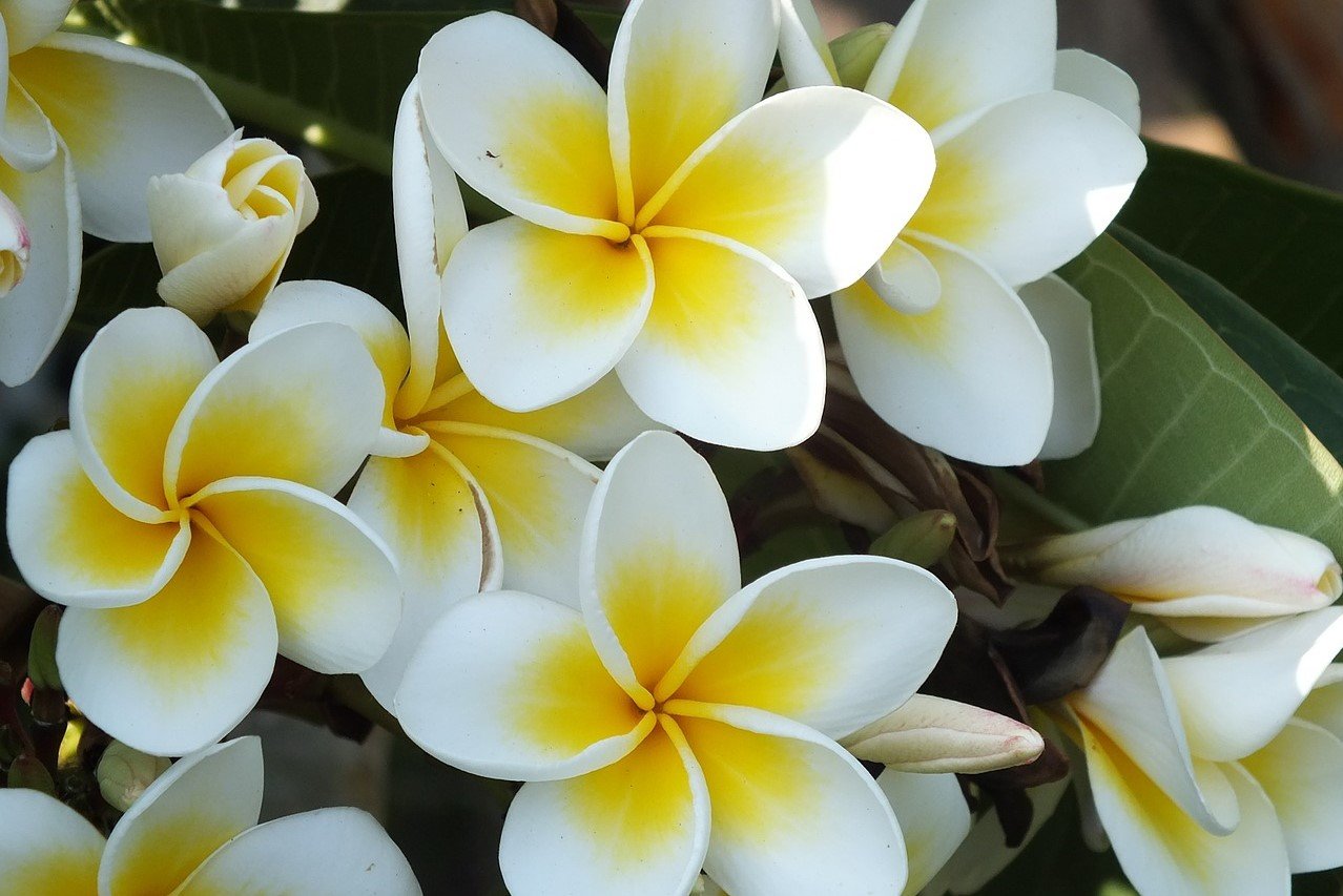 Die Ästhetik der Verwandlung - oder: die Schönheit der Zahl 5