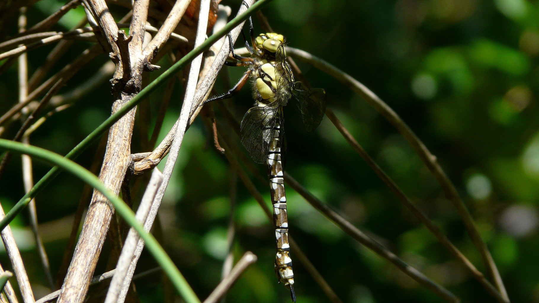 Aeschne bleue (Aeshna cyanea)