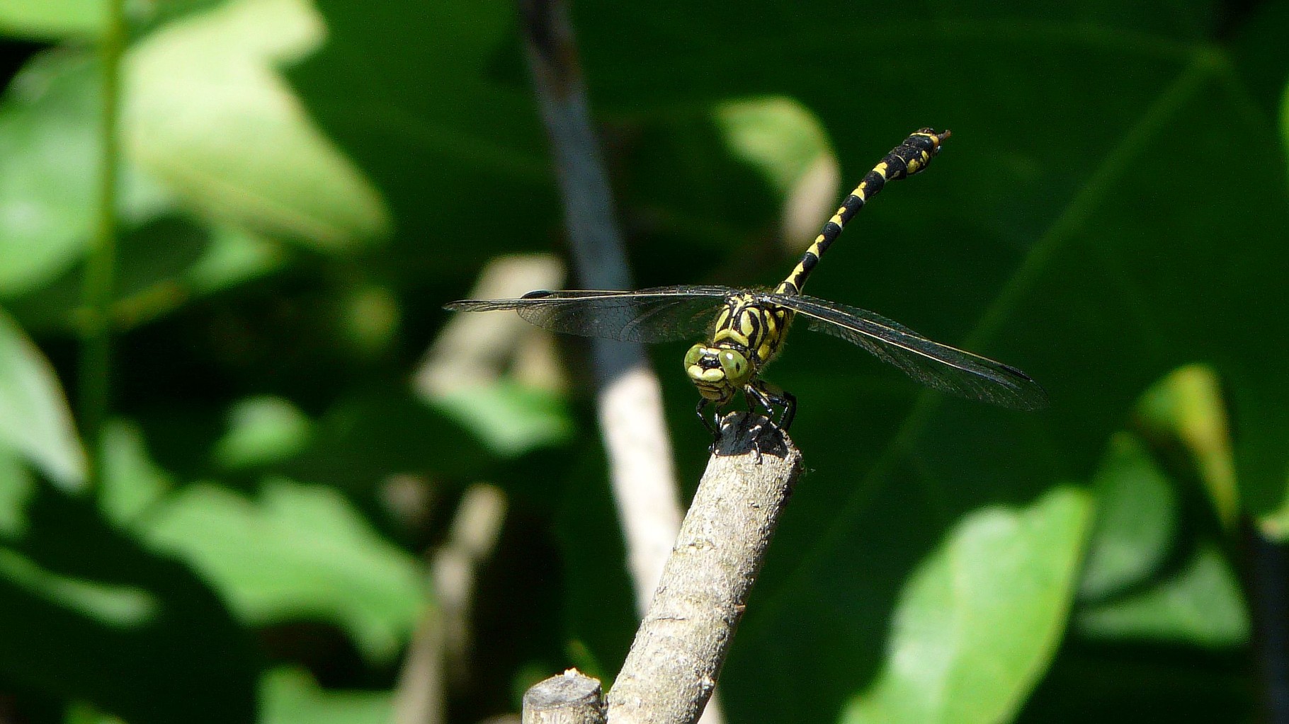Gomphe à pinces (Onychogomphus forcipatus)