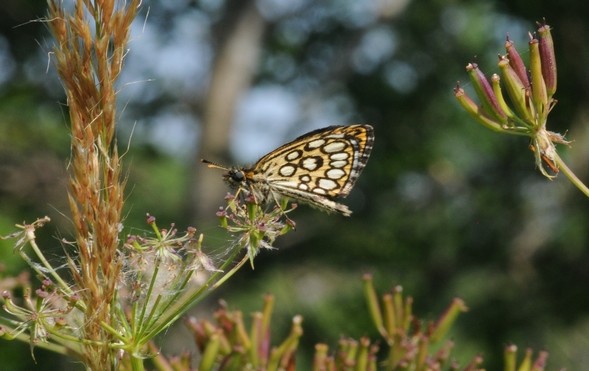 Miroir (Heteropterus morpheus)