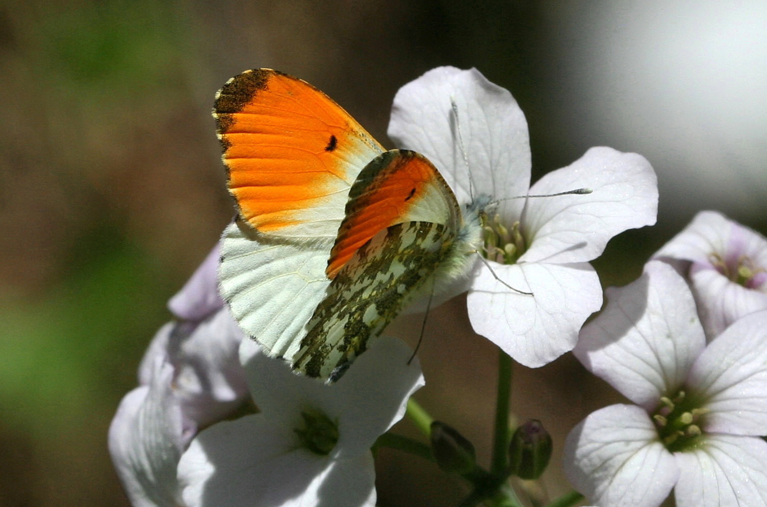 Aurore (Anthocharis cardamines)