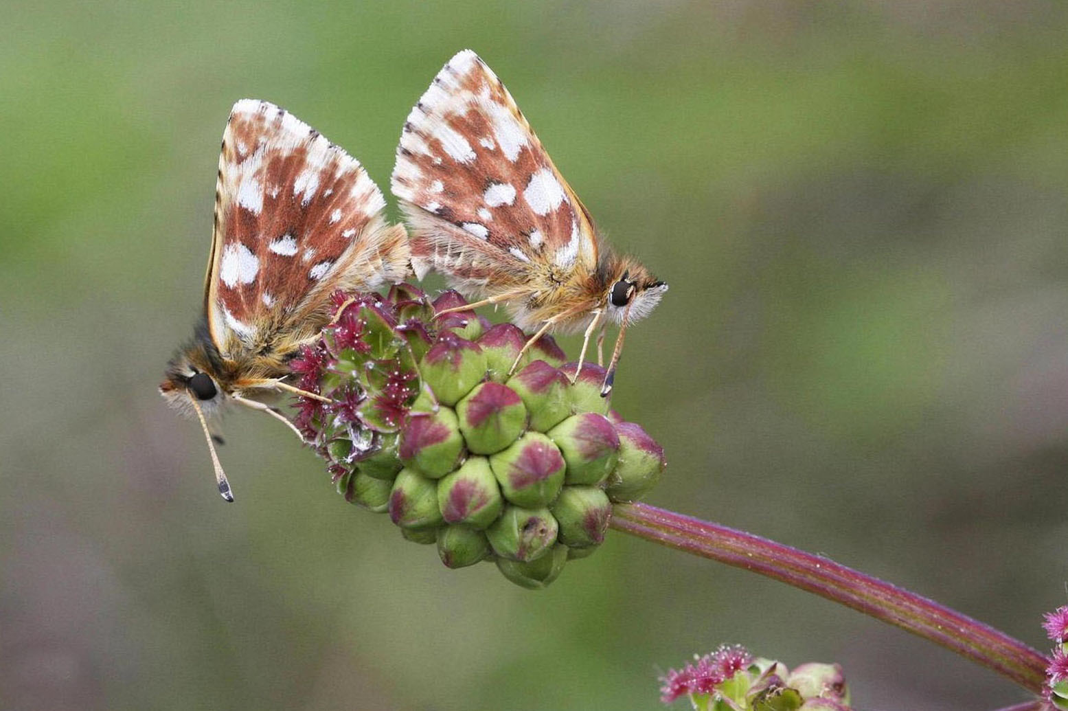 Hespérie des Sanguisorbes (Spialia sertorius)