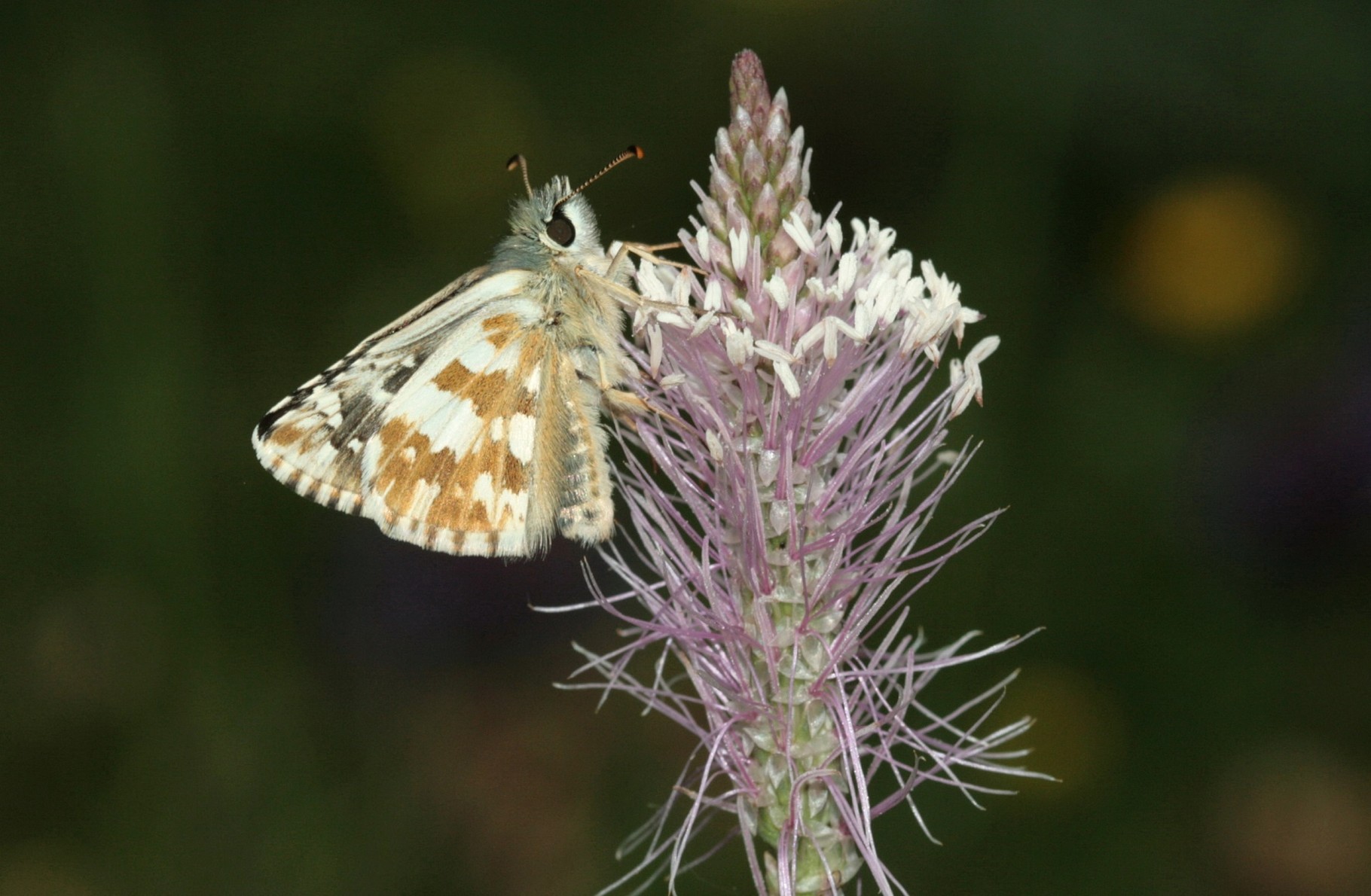 Plain-Chant (Pyrgus alveus)