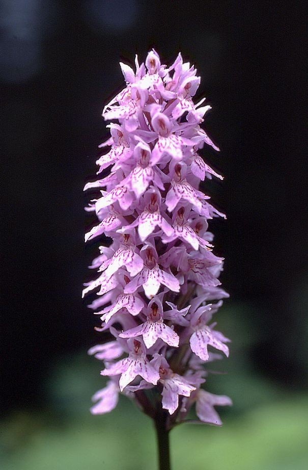 Dactylorhiza fuchsii