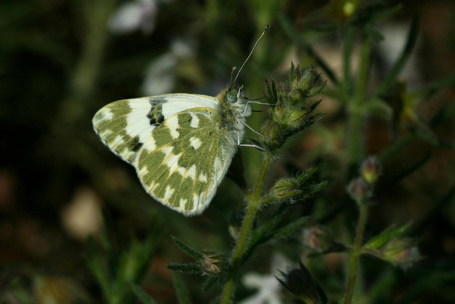 Marbré de vert (Pontia daplidice)
