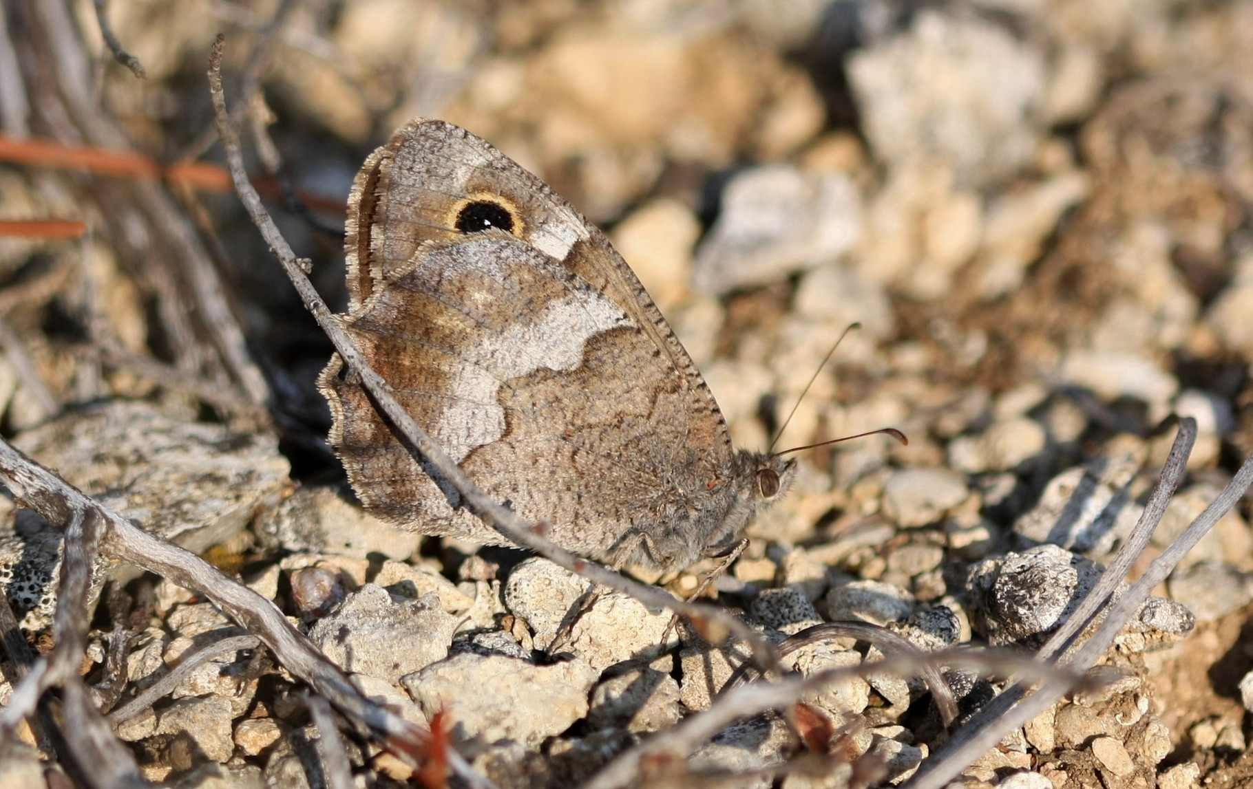 Faune (Hipparchia statilinus)