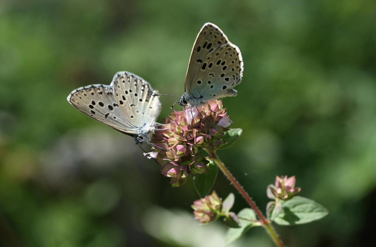 Azuré du Serpolet (Phengaris arion)