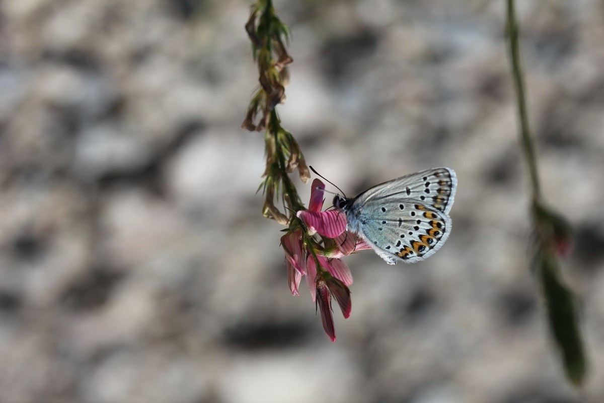 Moyen argus (Plebejus idas)