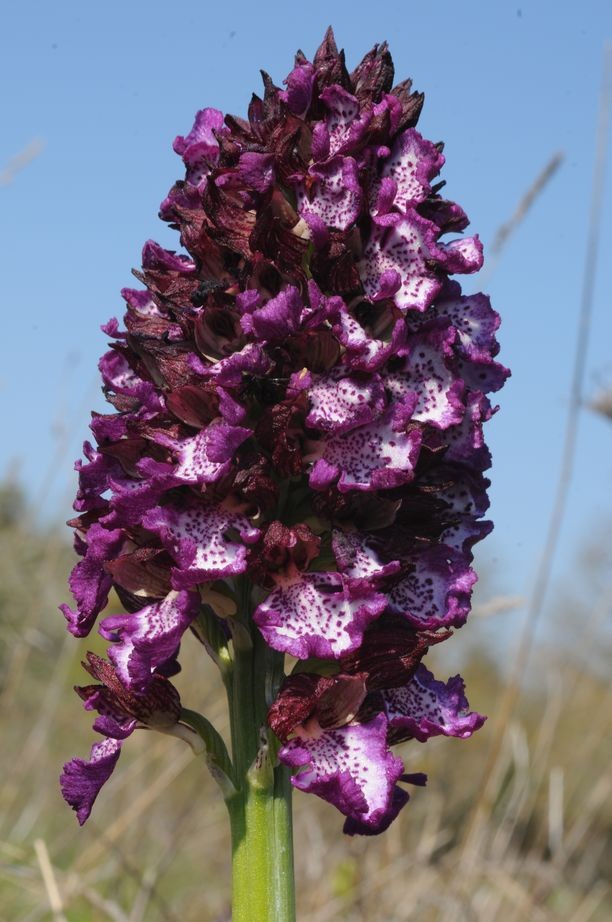 Orchis purpurea