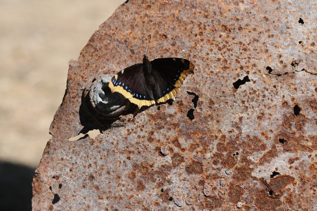 Morio (Nymphalis antiopa)