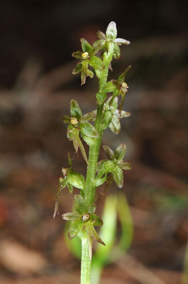 Listera cordata