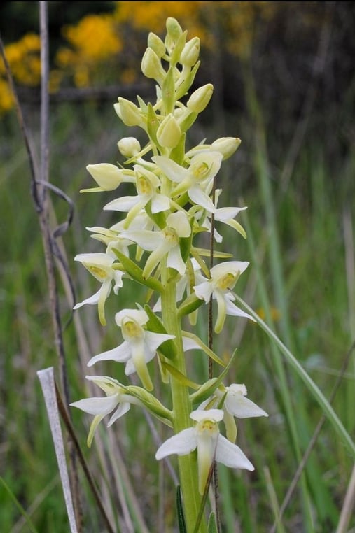 Platanthera bifolia