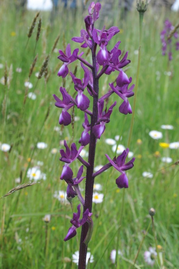Anacamptis laxiflora