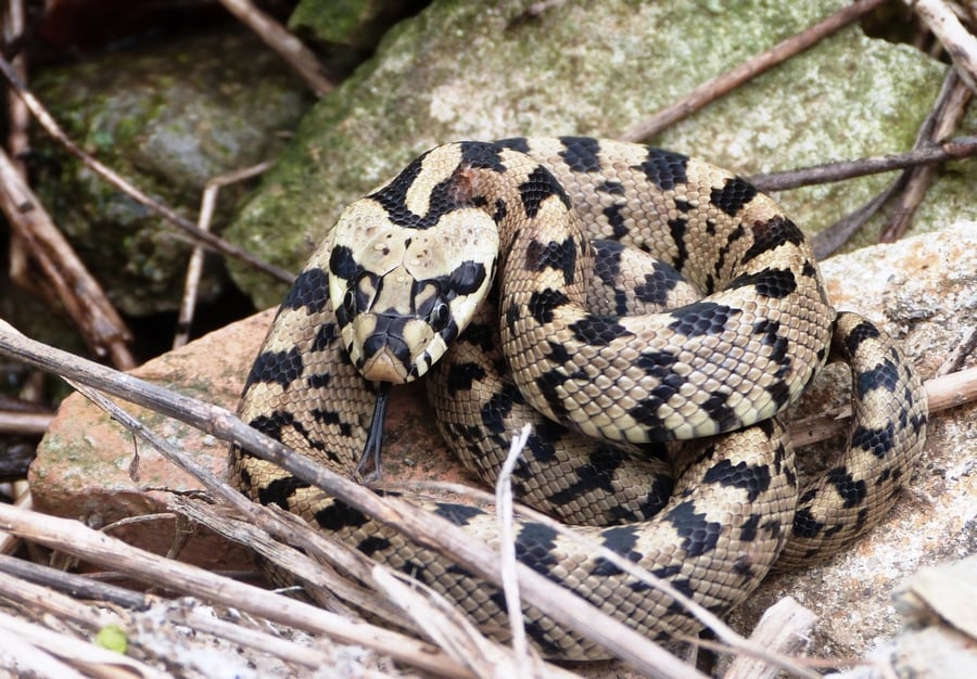 Couleuvre à échelons (Zamenis scalaris)