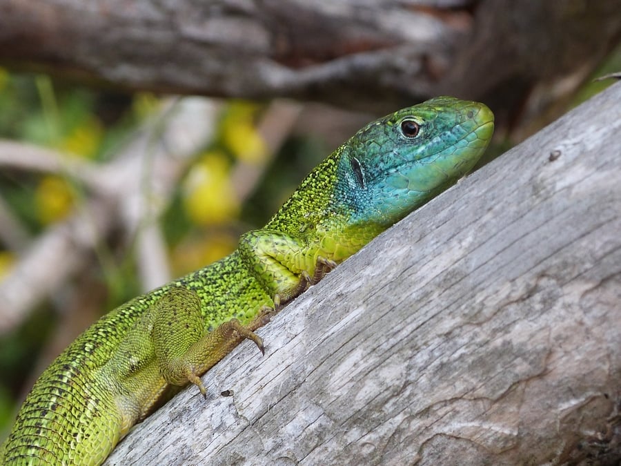 Lézard vert (Lacerta bilineata)