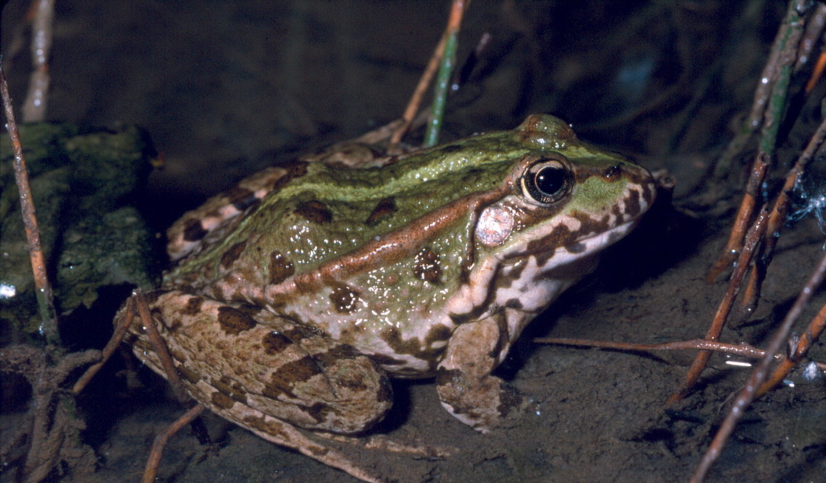 Grenouille verte sp. (Pelophylax sp.)