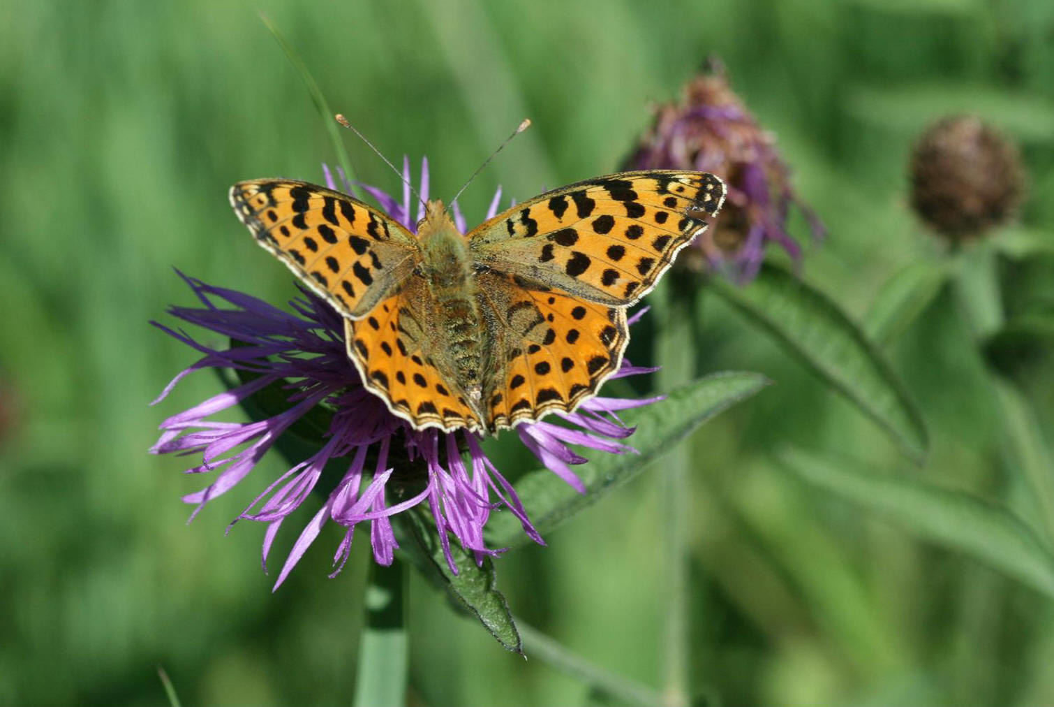Petit nacré (Issoria lathonia)