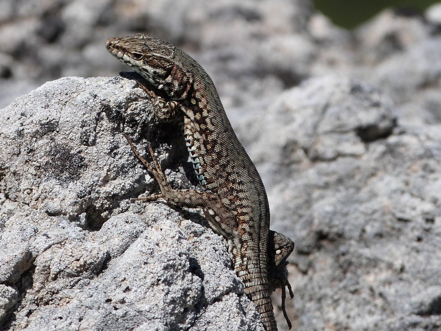 Lézard des murailles (Podarcis muralis)