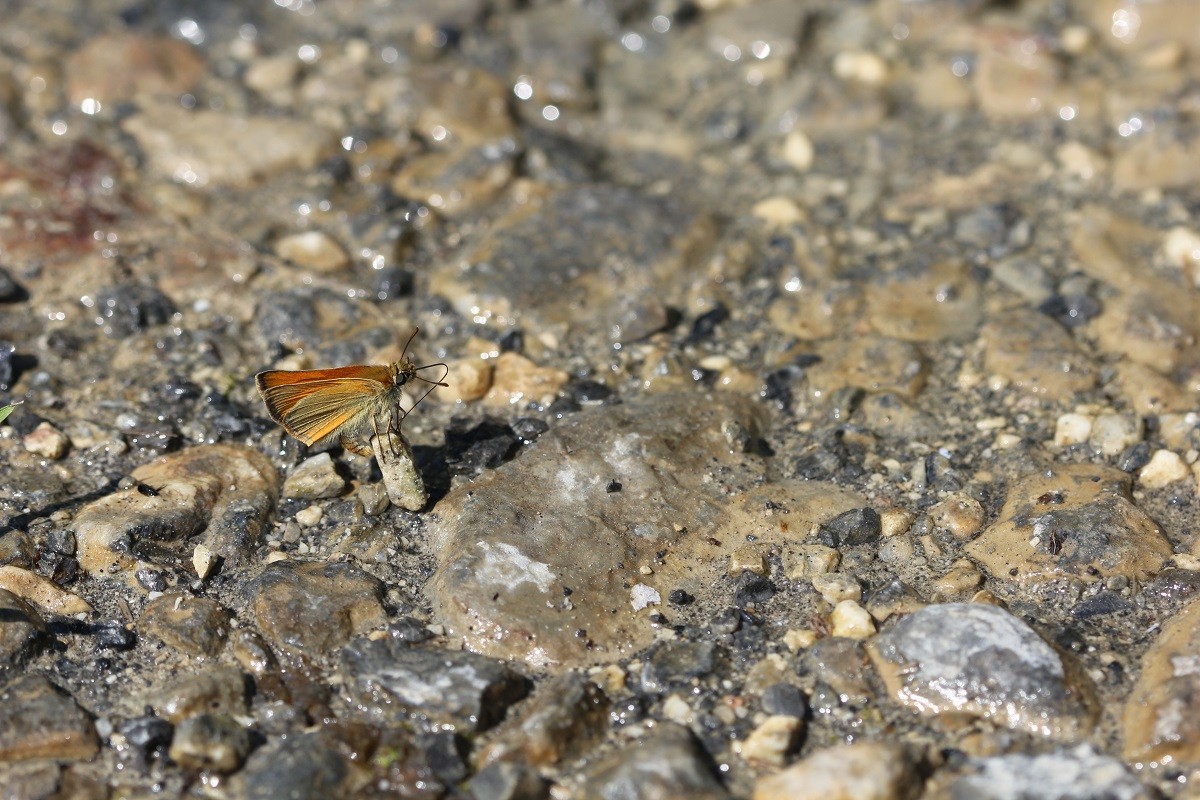 Hespérie de la Houlque (Thymelicus sylvestris)