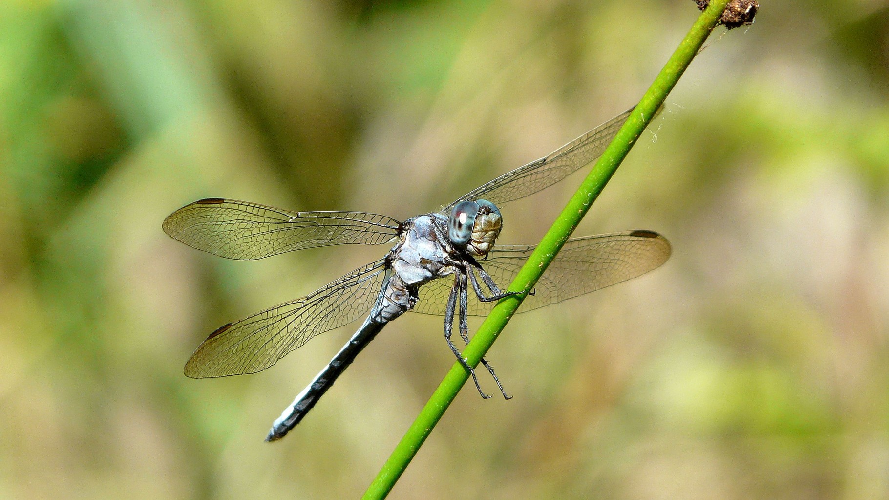 Orthétrum bleuissant (Orthetrum coerulescens)