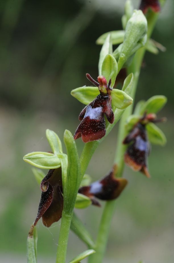 Ophrys insectifera