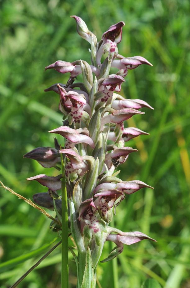 Anacamptis fragrans