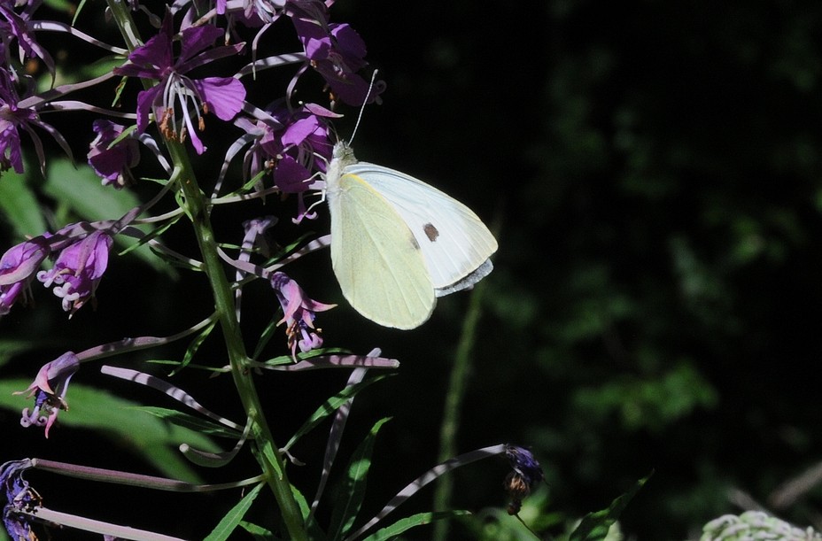 Piéride du Chou (Pieris brassicae)