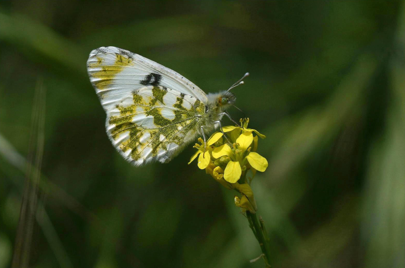 Marbré de Cramer (Euchloe crameri)