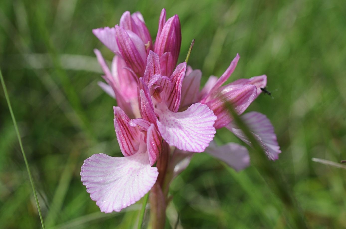 Anacamptis papilionacea