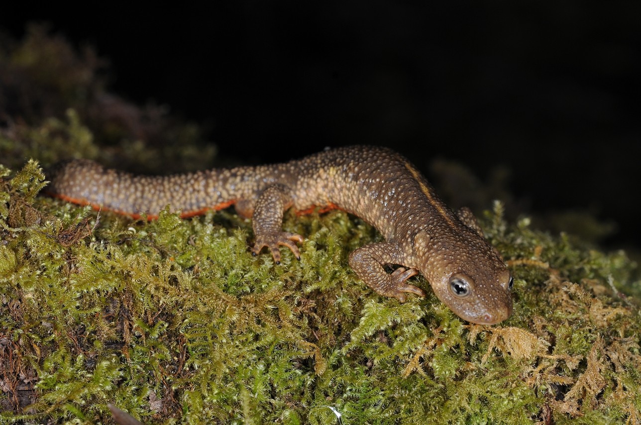 Calotriton des Pyrénées (Calotriton asper)