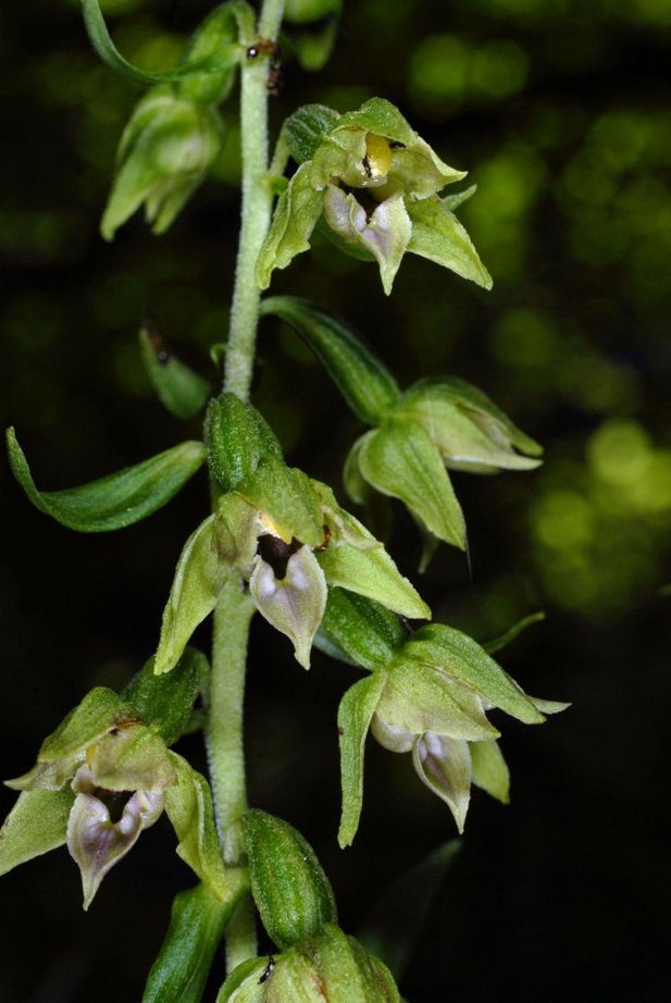 Epipactis leptochila