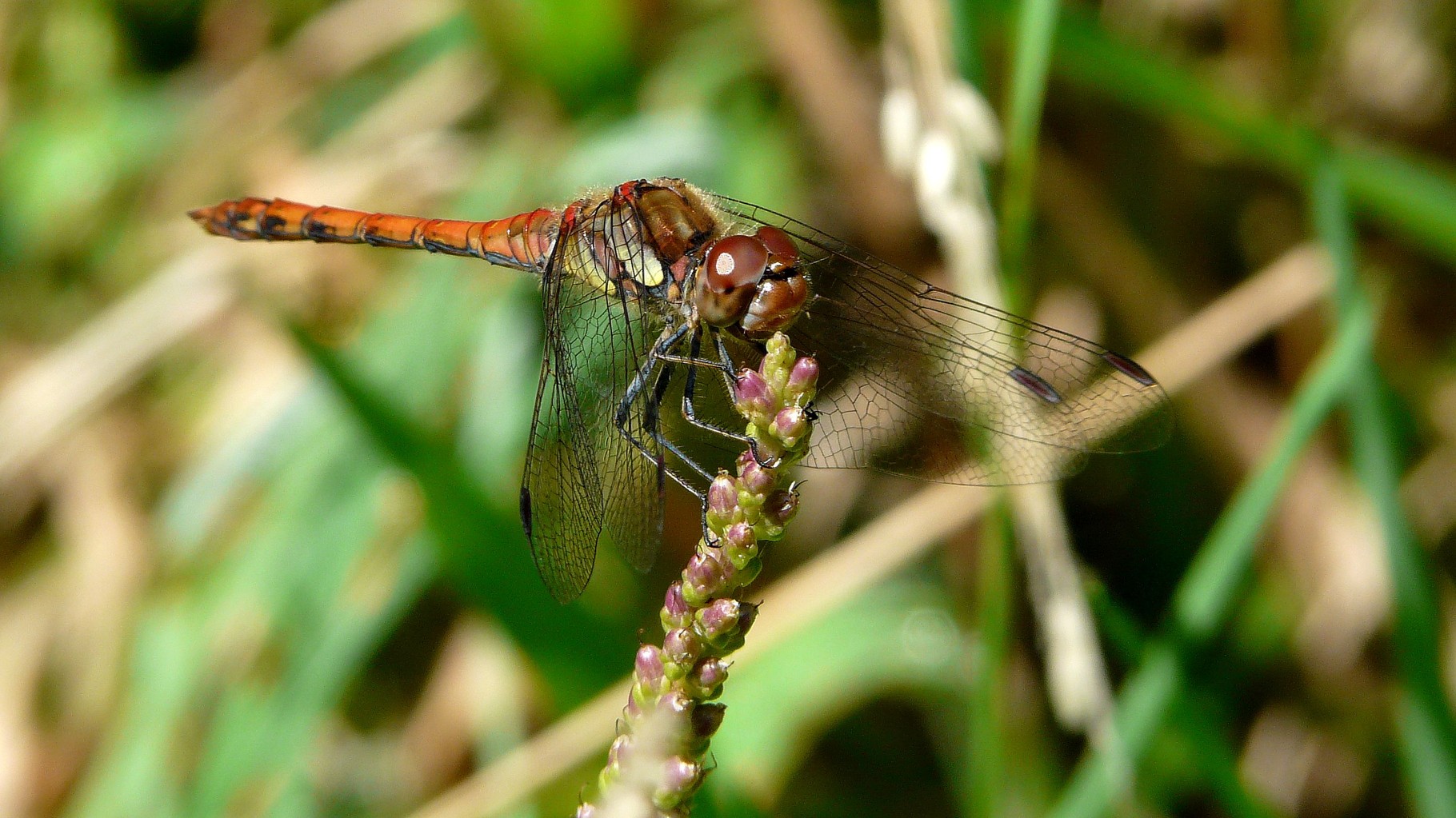 Sympétrum fascié (Sympetrum striolatum)