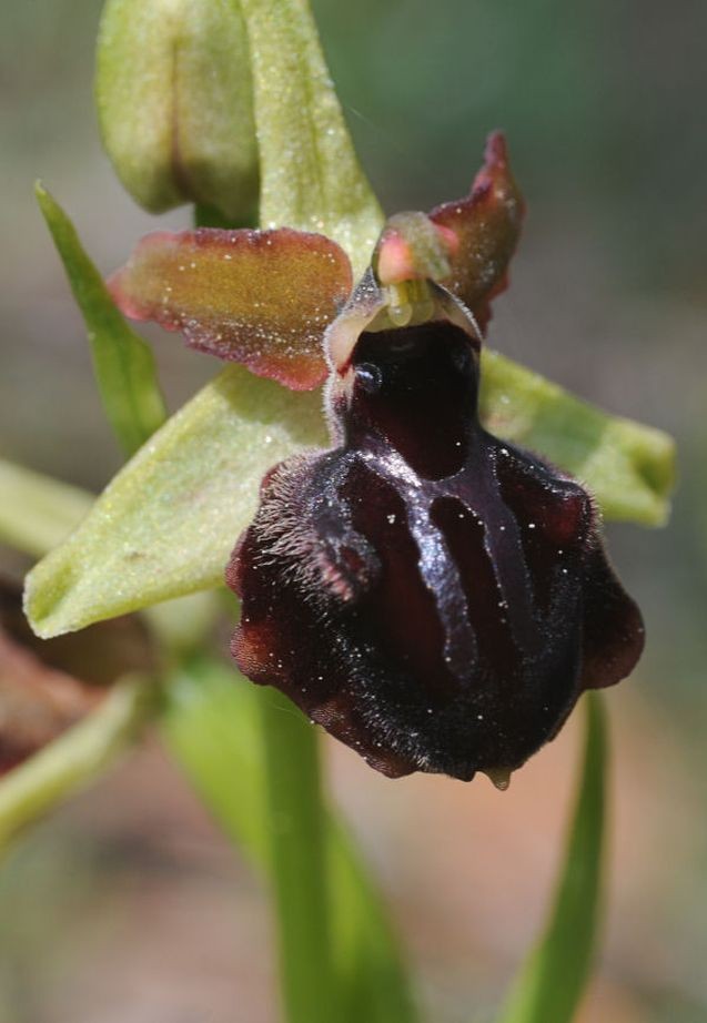 Ophrys passionis