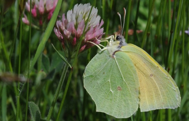 Citron de Provence (Gonepteryx cleopatra)