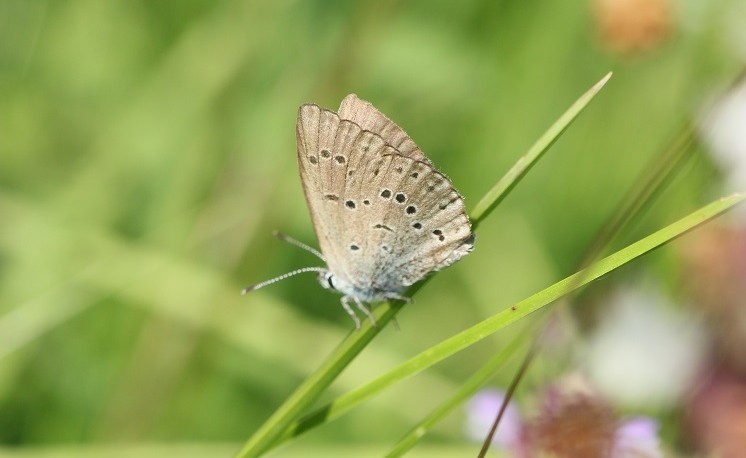 Azuré de la Croisette (Phengaris rebeli)