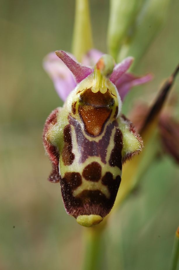 Ophrys santonica