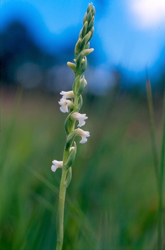 Spiranthes aestivalis
