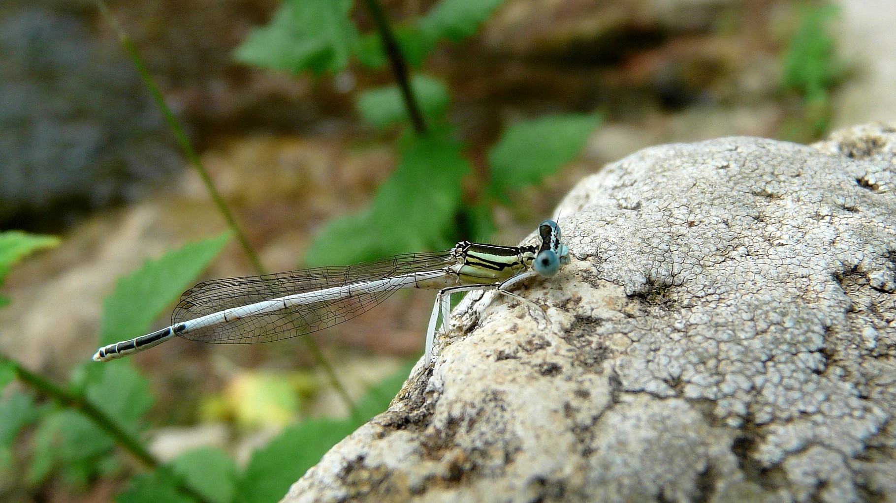 Pennipatte blanchatre (Platycnemis latipes)