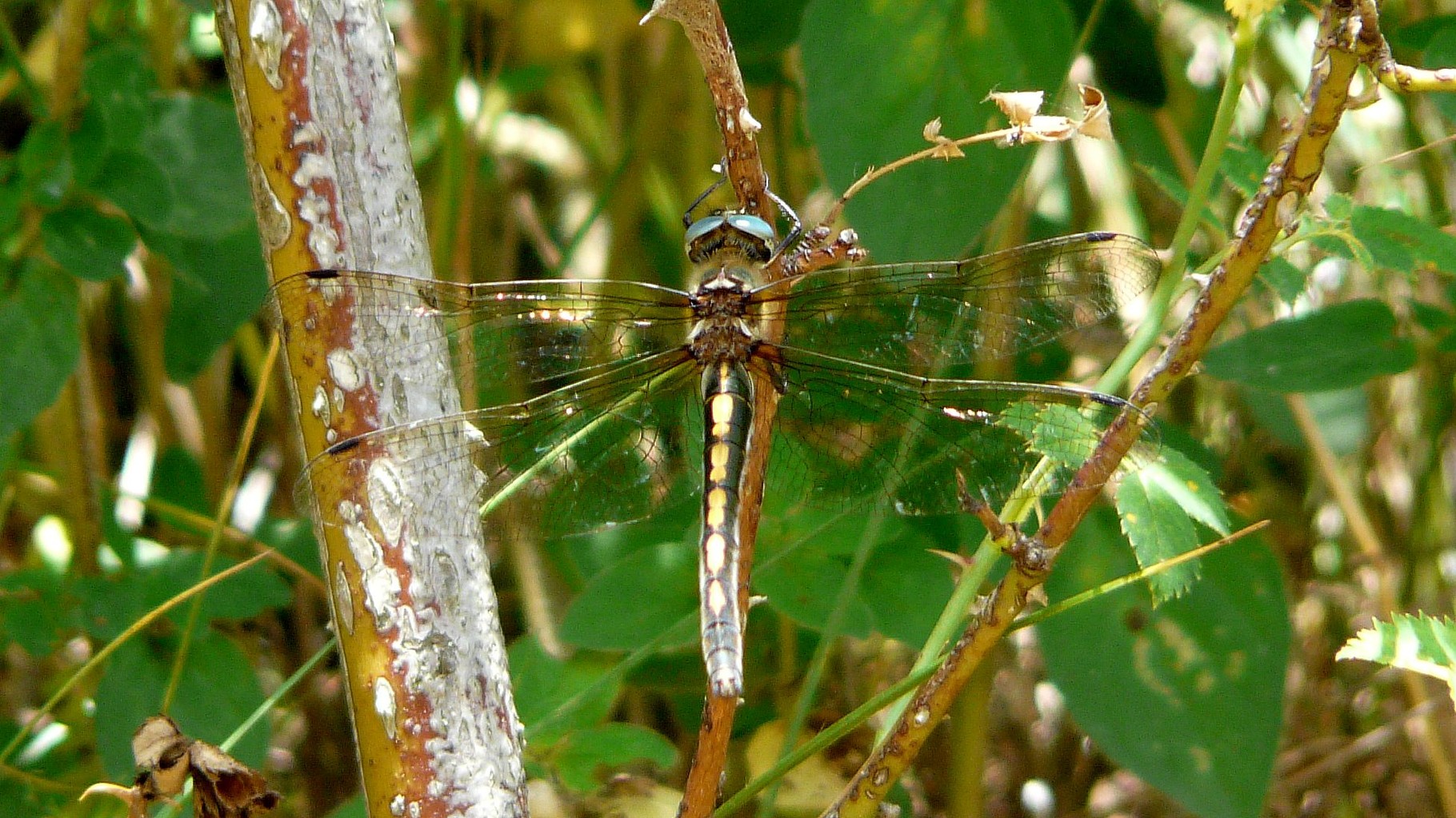 Cordulie à corps fin (Oxygastra curtisii) - Espèce protégée en France