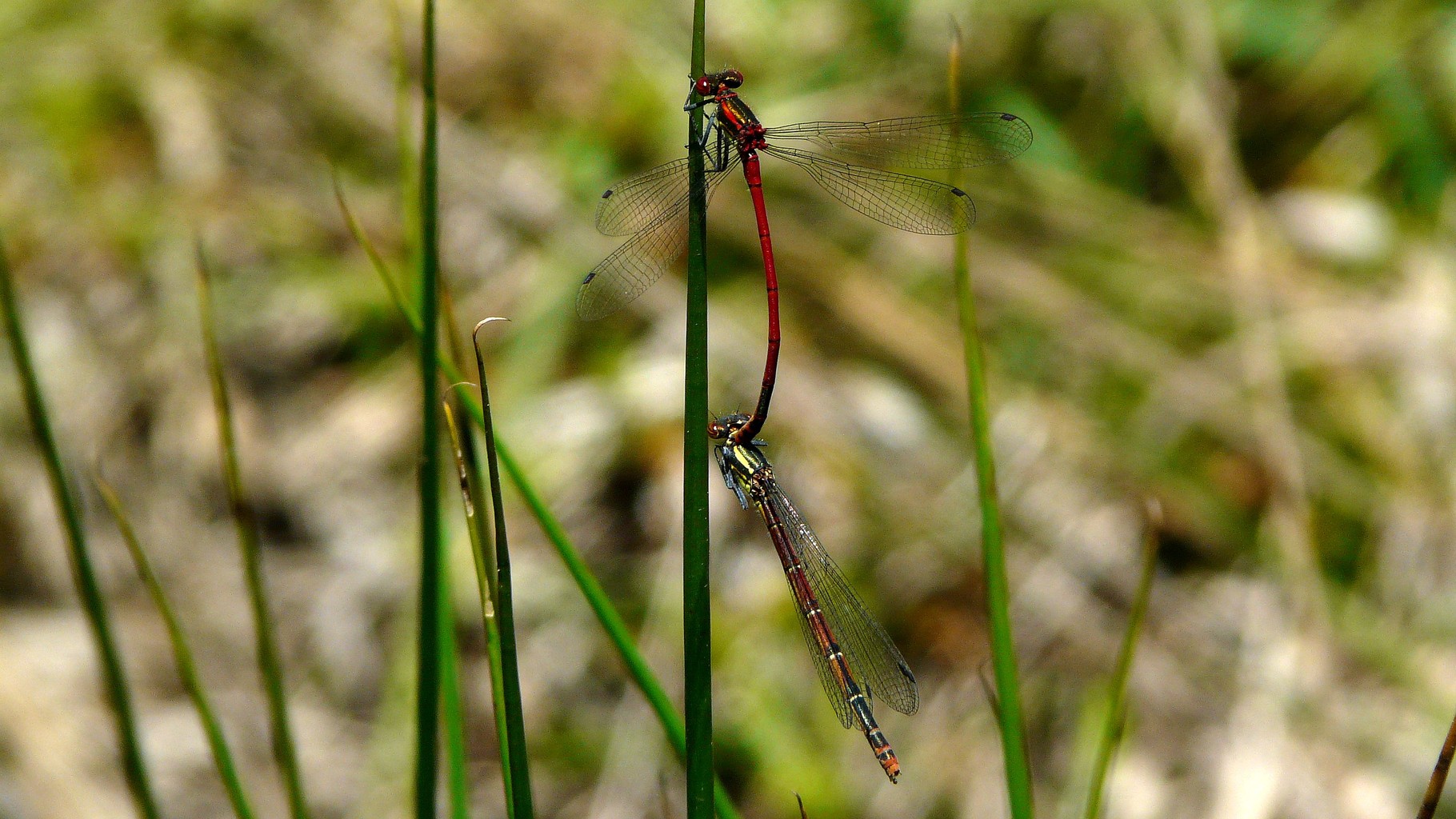 Petite nymphe au corps de feu (Pyrrhosoma nymphula)