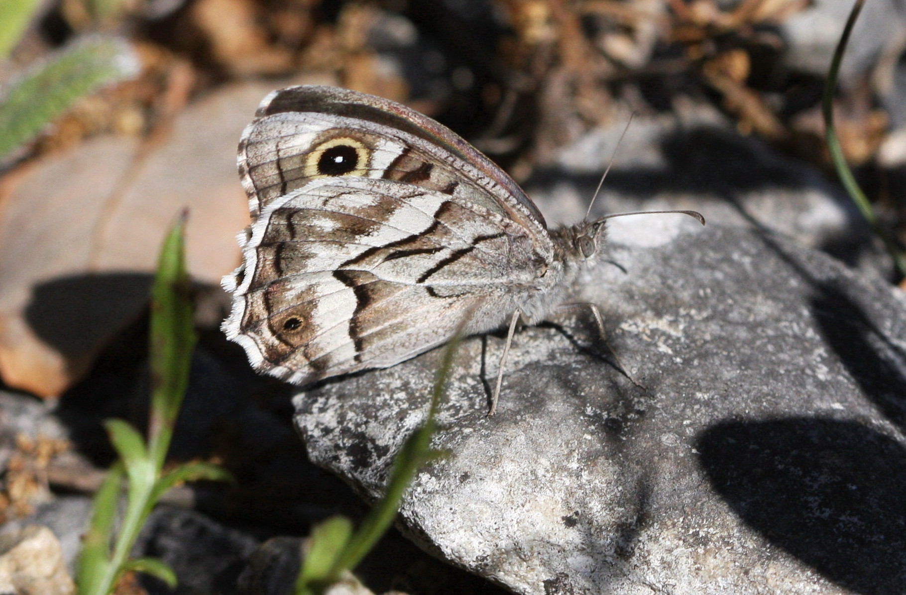 Chevron blanc (Hipparchia fidia)