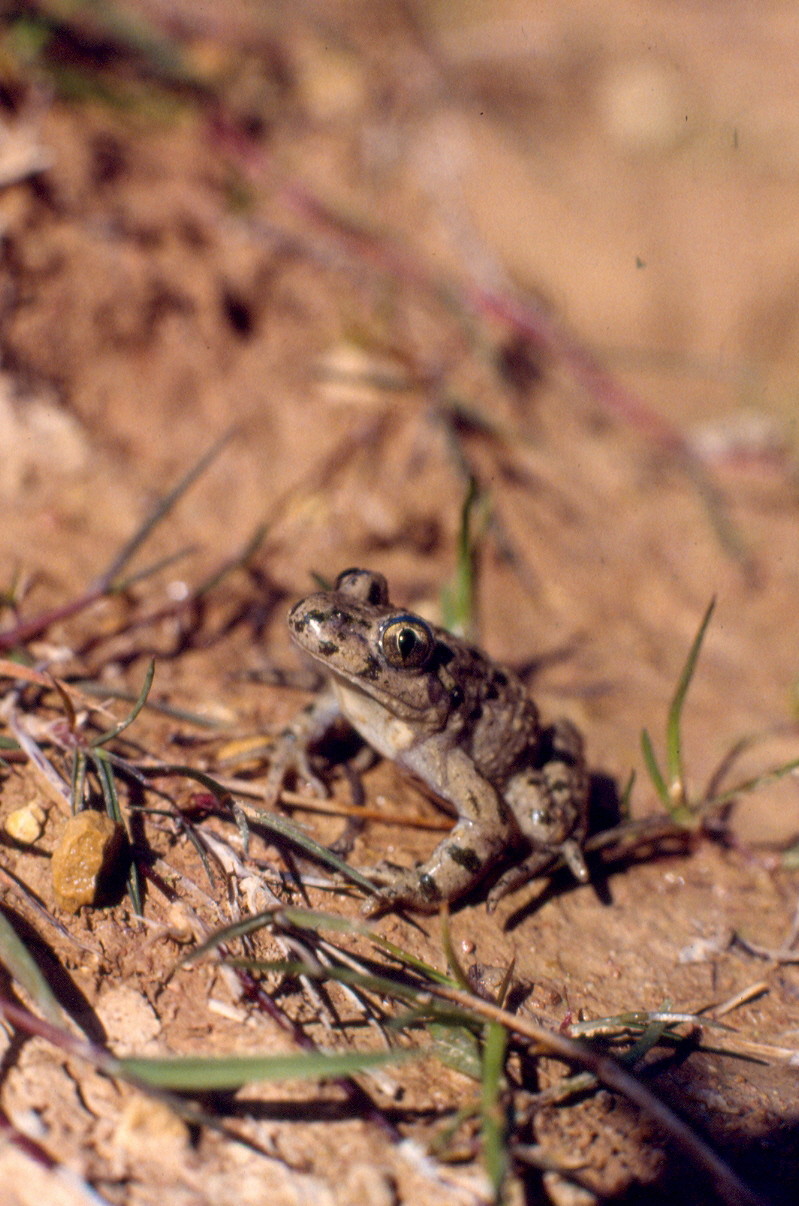 Pélodyte ponctué (Pelodytes punctatus)