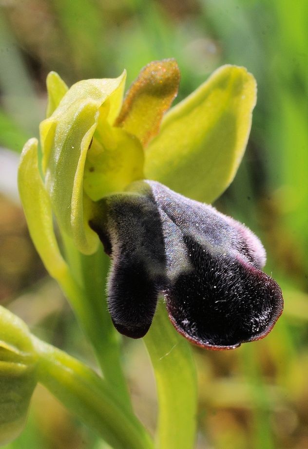 Ophrys vasconica