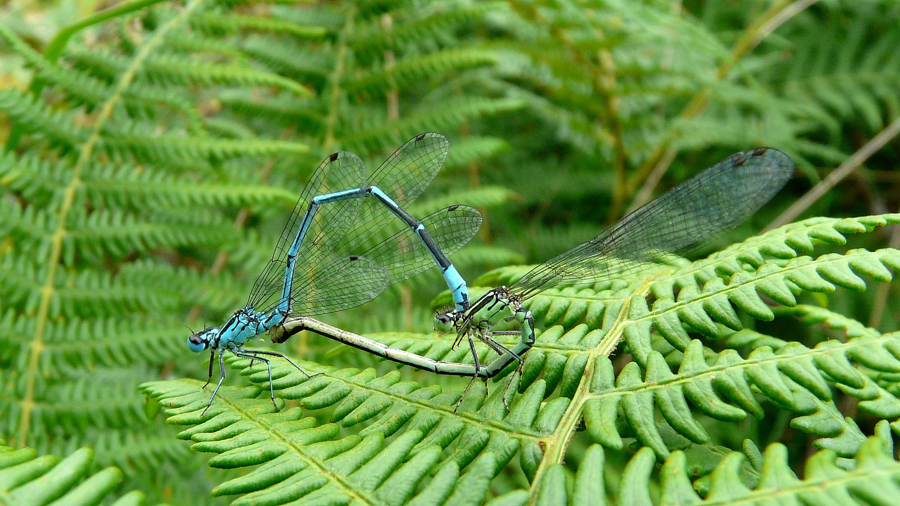Agrion jouvencelle (Coenagrion puella)