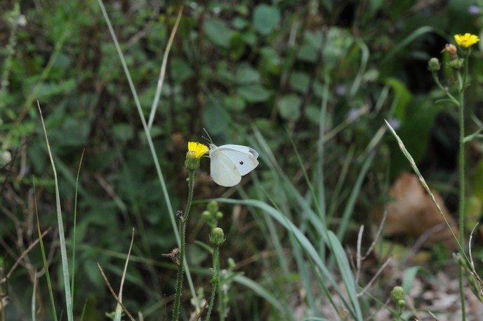 Piéride de la Rave (Pieris rapae)