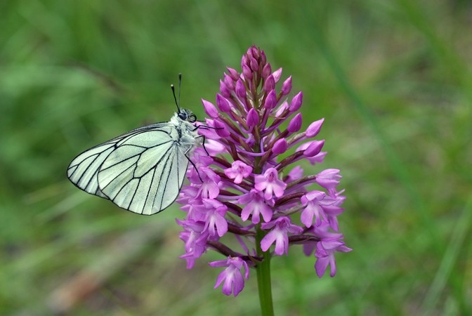 Gazé (Aporia crataegi)