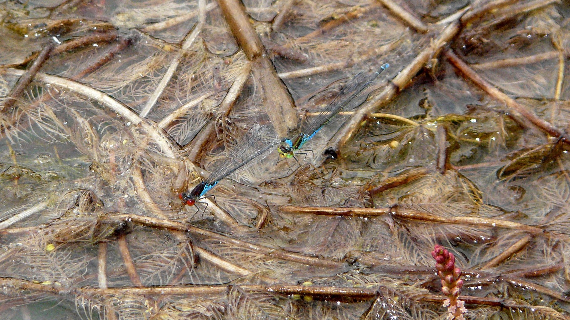Naïade au corps vert (Erythromma viridulum)