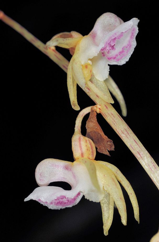 Epipogium aphyllum