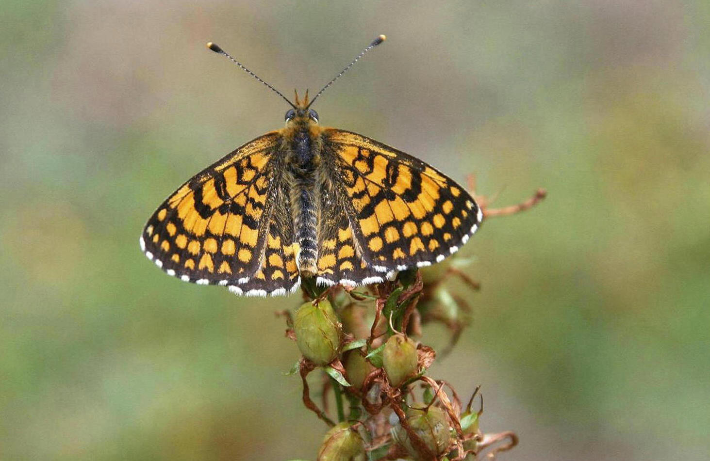 Mélitée des Linaires (Melitaea deione)
